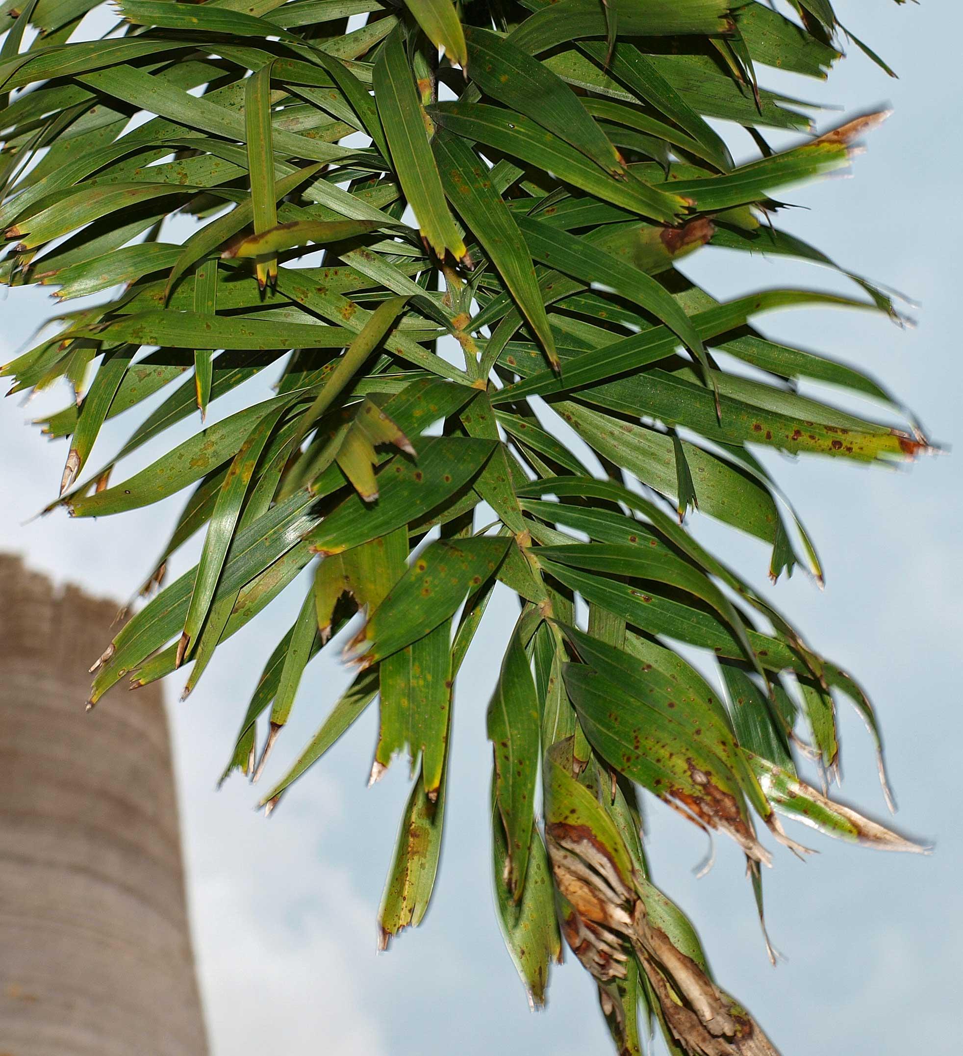 Foxtail Palm